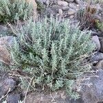 Teucrium dunense Hábito