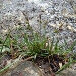 Carex oederi Habit