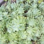 Sedum palmeri ഇല