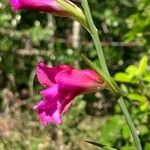 Gladiolus dubius Квітка