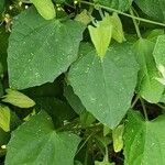 Thunbergia alata Blad