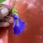 Clitoria ternateaBlomst