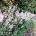 Epilobium angustifolium Хабит