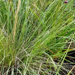 Muhlenbergia capillaris পাতা