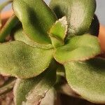 Crassula sarmentosa Leaf