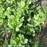 Helleborus argutifolius ശീലം