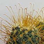 Mammillaria bombycina ᱥᱟᱠᱟᱢ