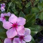 Catharanthus roseusFiore