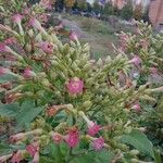 Nicotiana tabacum പുഷ്പം