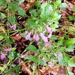 Clinopodium grandiflorum Blüte