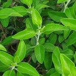 Barleria volkensii Leaf