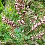 Erica erigena Floare