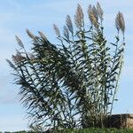 Arundo donax 整株植物