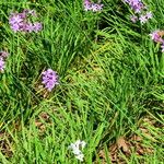 Tulbaghia violacea Habit