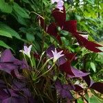 Oxalis latifoliaফুল