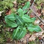 Goodyera oblongifolia Leaf