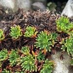 Saxifraga cuneata Liść