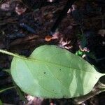 Cyphomandra endopogon Leaf