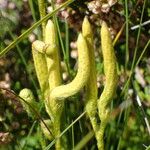 Lycopodium clavatum Fruto