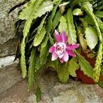 Disocactus phyllanthoides Blüte