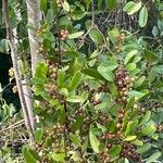 Smilax laurifolia Fruit