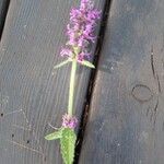 Stachys affinis Flor