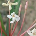 Ixora hookeri फूल