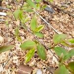 Prunus serotina Yaprak
