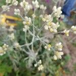 Pseudognaphalium californicum Flower