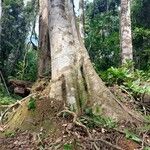 Pentaclethra eetveldeana Bark