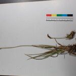 Carex uncinioides 其他