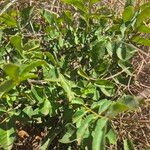 Sclerocarya birrea Лист