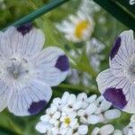 Nemophila maculata Floare