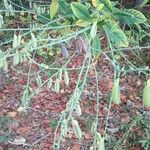 Crotalaria spectabilis 葉