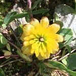 Trifolium badium Virág