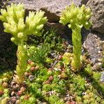 Sempervivum globiferum Folla