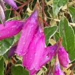 Dierama pulcherrimum Flower