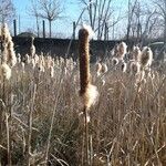 Typha latifolia 果實