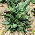 Gasteria carinata Leaf