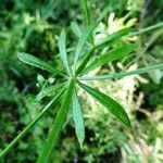 Galium aparine पत्ता