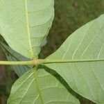 Vitex cooperi Hoja