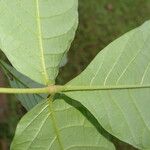 Vitex cooperi Yaprak