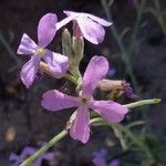 Matthiola sinuata Blodyn