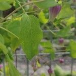 Clematis viorna Blatt