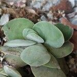 Crassula cotyledonis Leaf