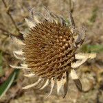 Wyethia angustifolia Frutto