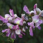 Lonchocarpus latifolius Flor