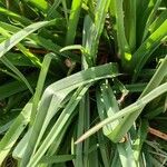 Kniphofia uvaria Leaf