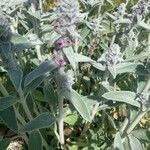 Stachys byzantinaBlodyn