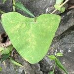 Persicaria perfoliata पत्ता